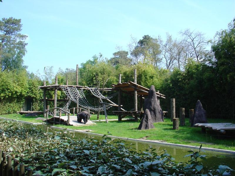 Chimpanzé