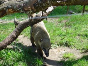 Coati roux