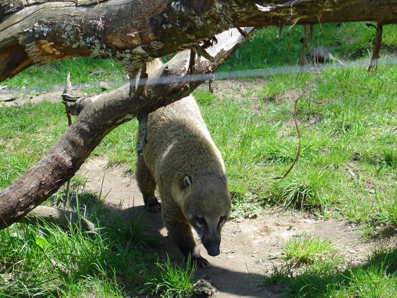 Coati roux