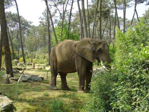 Eléphant d'Afrique