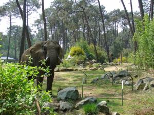 Eléphant d'Afrique