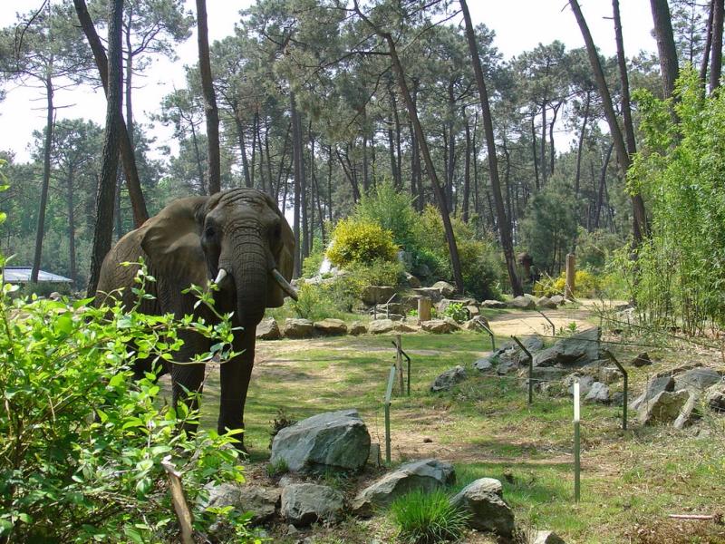 Eléphant d'Afrique