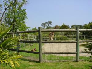Girafe