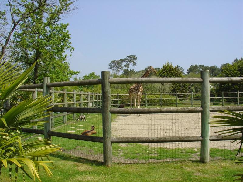 Girafe