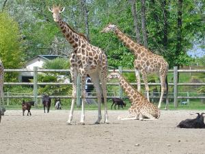 Girafe
