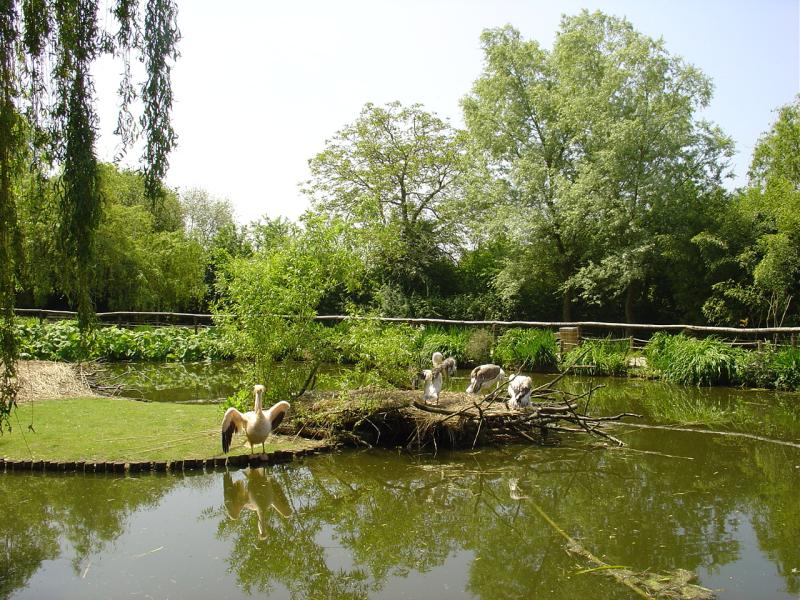 Pélican blanc