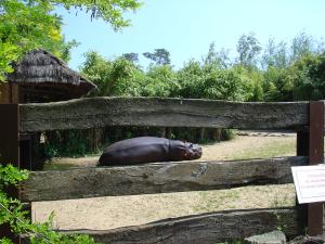 Hippopotame amphibie