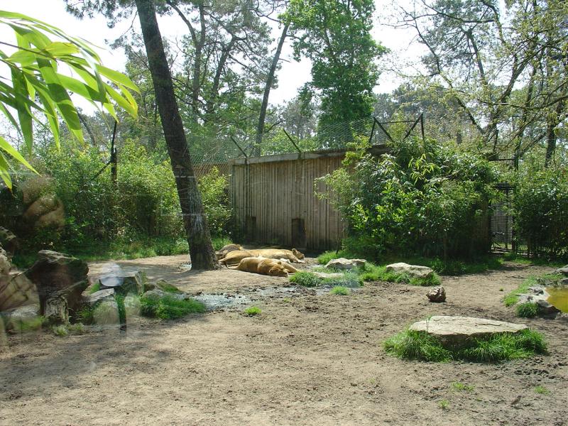 Lion