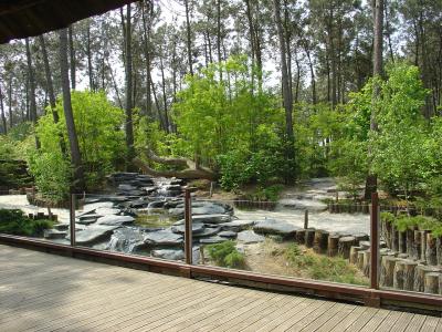 Loup arctique - 2005