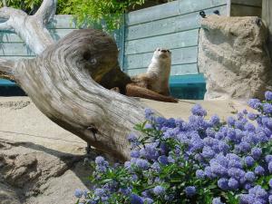 Loutre du Canada