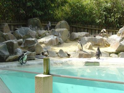 Manchot de Humboldt - 2005