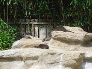 Loutre naine