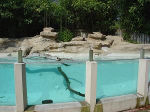 Loutre naine