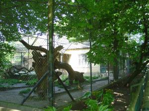 Ocelot