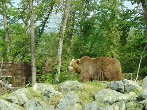 Grizzly
