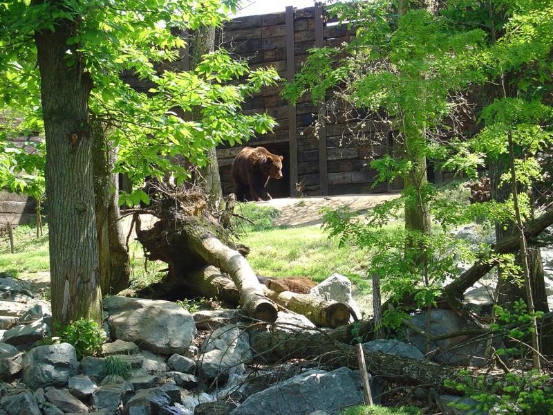 Grizzly