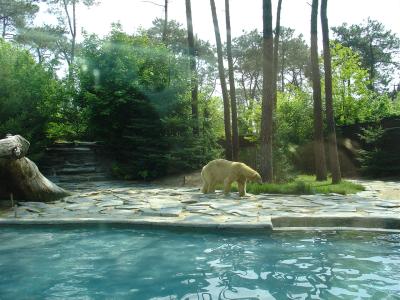 Ours polaire - 2005