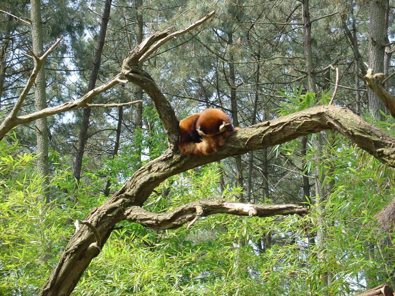 Panda roux