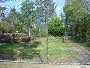 Tigre
