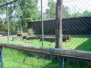 Tigre