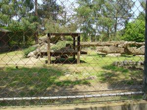 Tigre