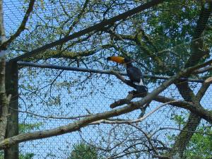 Toucan toco