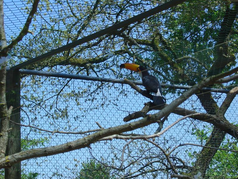 Toucan toco