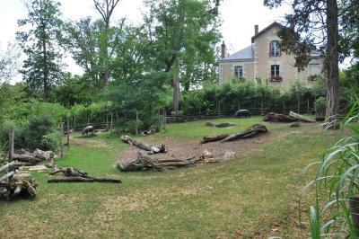 Hippopotame pygmée - Bongo - 2013