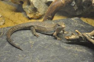 Vivarium