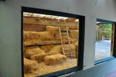 Chouette hulotte - 2013