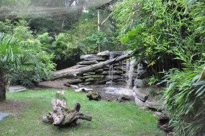 Panthère noire - 2013