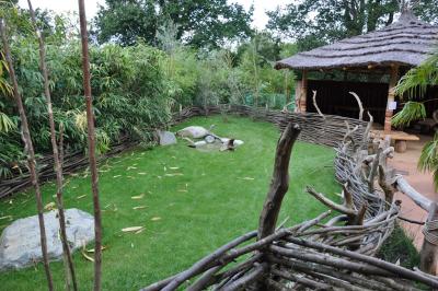 Tortue radiée - 2013