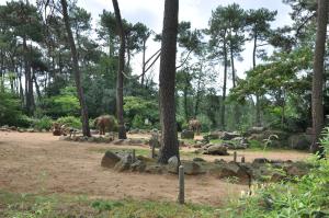 Eléphant d'Afrique