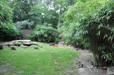 Loup à crinière - 2013