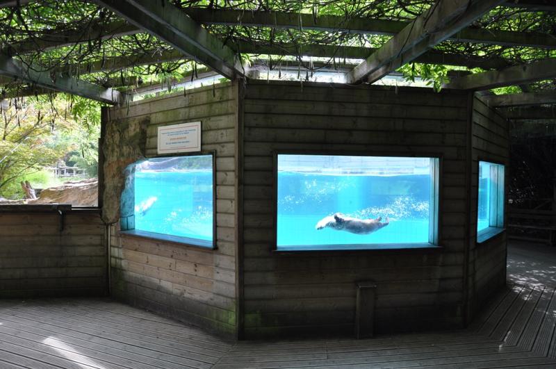 Loutre du Canada