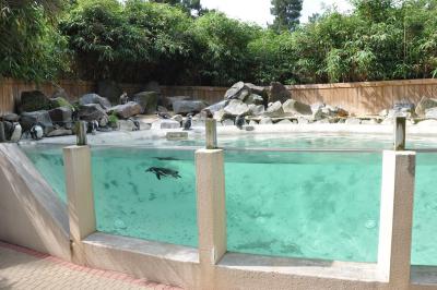 Manchot de Humboldt - 2013