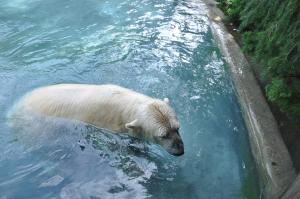 Ours polaire