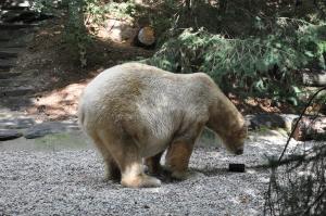 Ours polaire