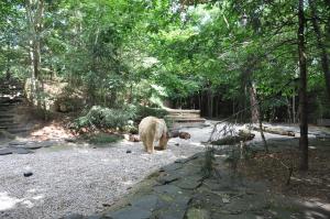 Ours polaire