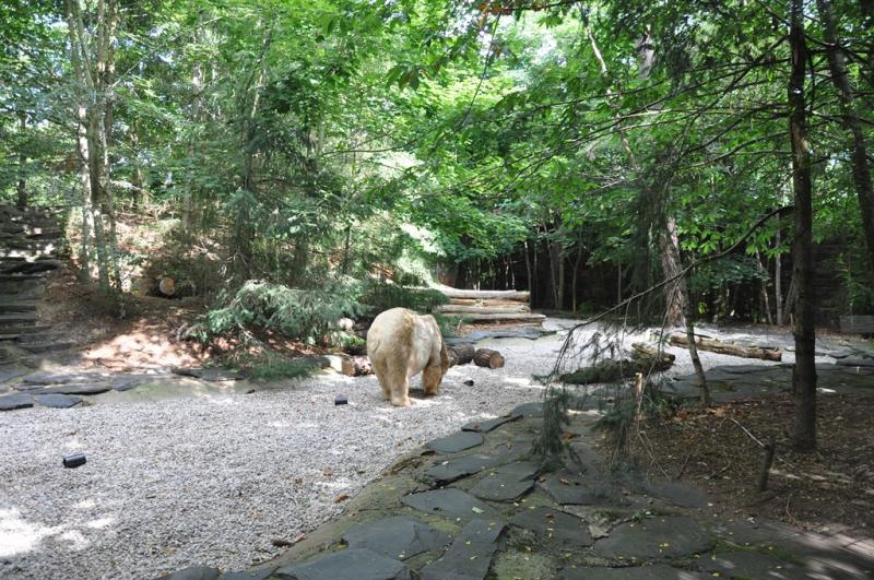 Ours polaire