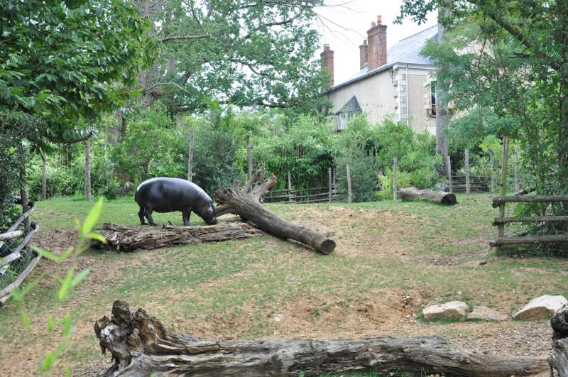Hippopotame pygmée