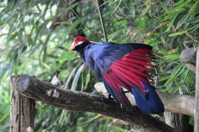 Touraco de Lady Ross - 2013