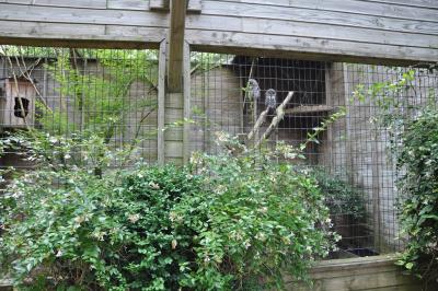 Volieres des rapaces - 2013