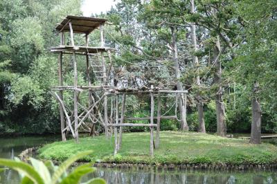 Atéle noir de Colombie - 2013