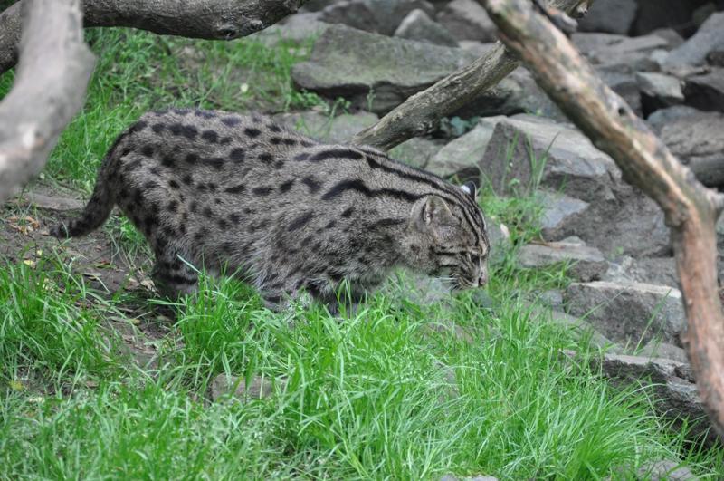 Chat pécheur