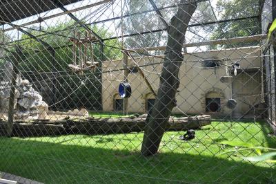 Colobe guéréza - 2013