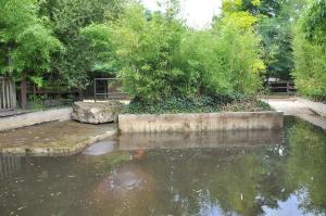 Hippopotame amphibie