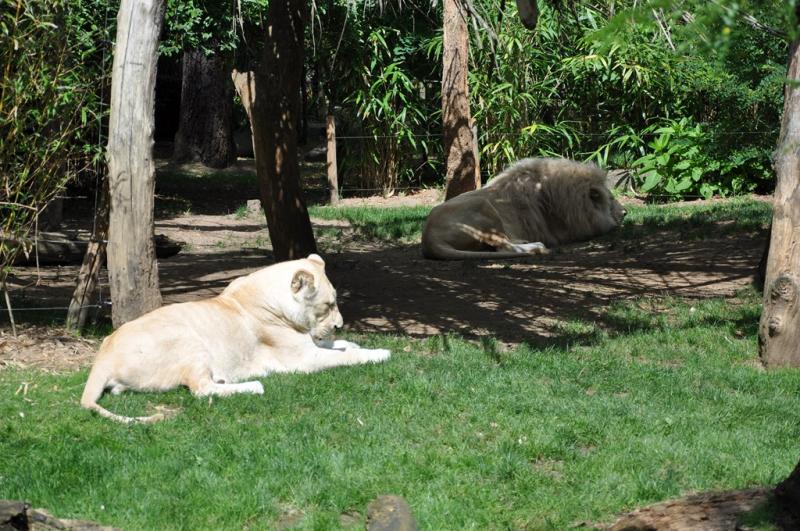 Lion blanc