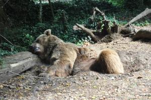 Grizzly