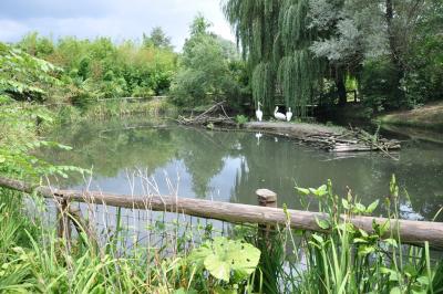 Pélican blanc - 2013